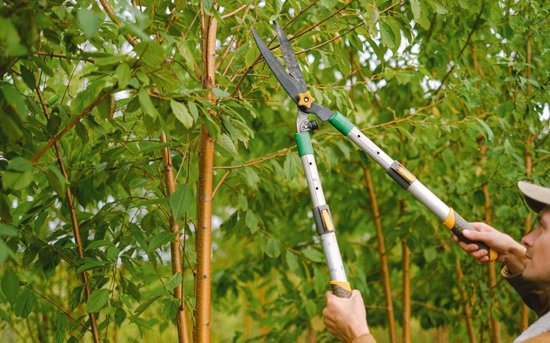 Tree trimming in Mansfield, WA