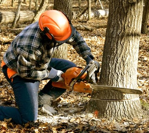Tree Removal in Mansfield, WA